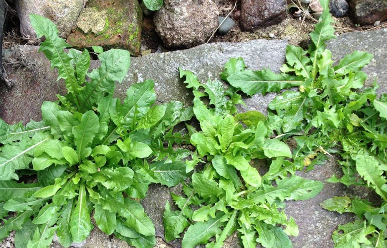mauvaises herbes