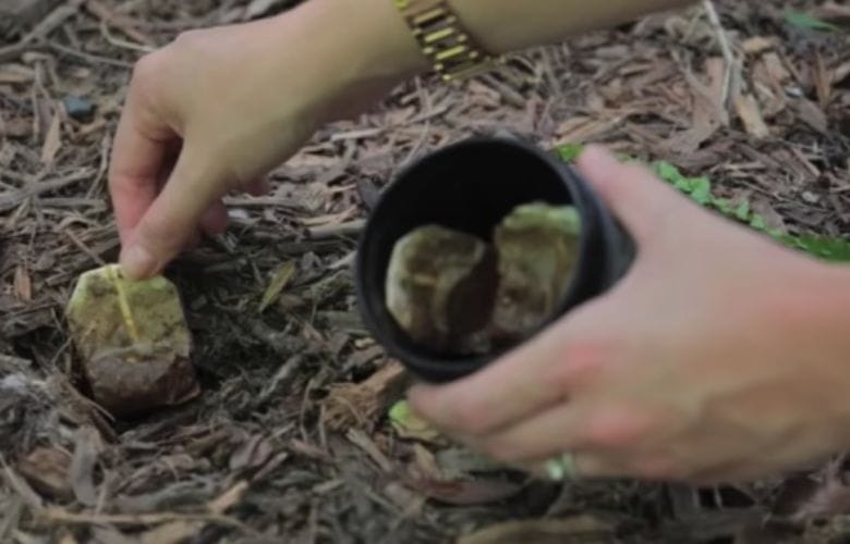 Enterrez vos sachets de thé dans votre jardin et voici ce qu’il se passe ! Incroyable !